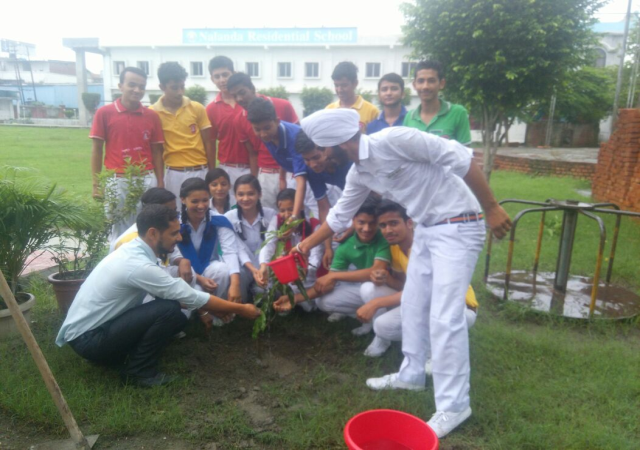 Tree Plantation - 2025